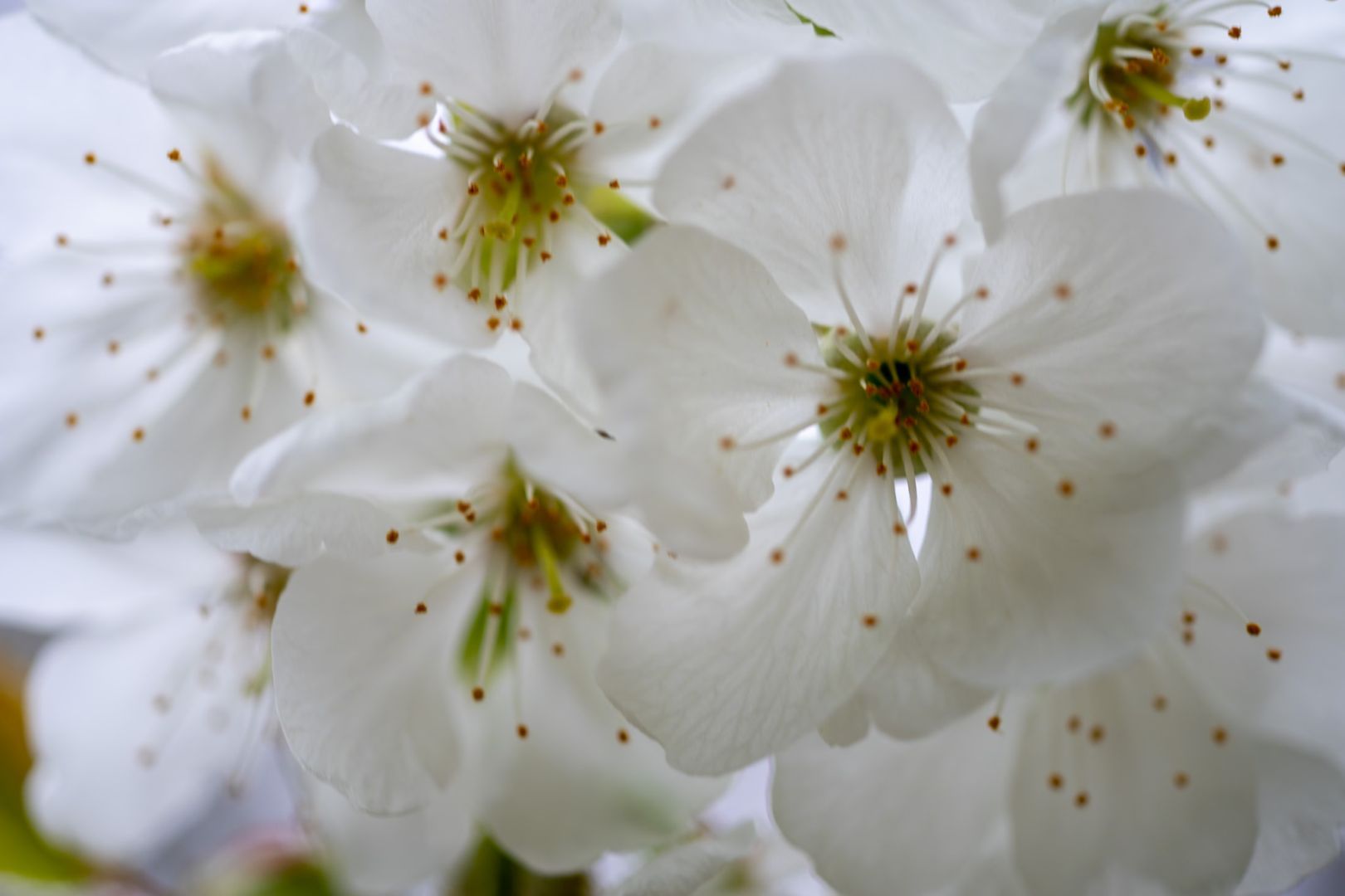Overlapping white flowers with yellow and green centres with fine protuberances with orange balls on the ends