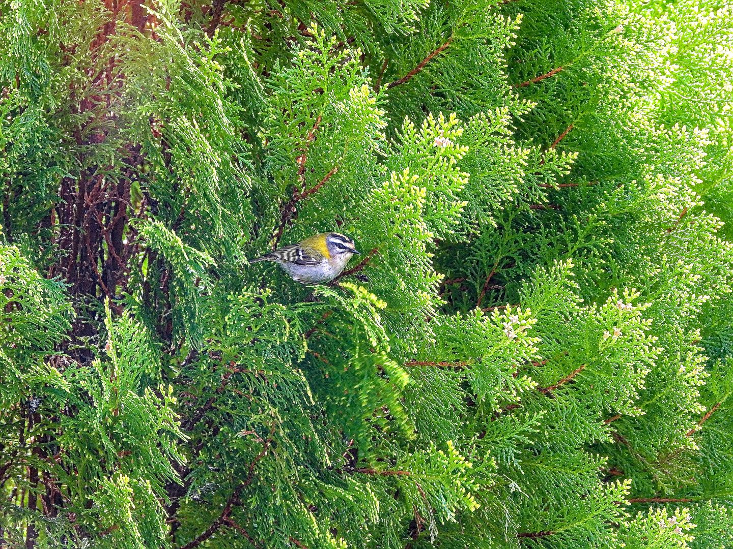 El ave está perchada en una arizónica, se ven algunas ramas marrones y en general el fondo es verde.

Es una de las aves más diminutas de la avifauna europea. En un primer vistazo, aparece como un pájaro de aspecto general rechoncho, con tonalidades verdosas y cabeza adornada por un característico diseño de listas. Presenta el dorso verde brillante, en contraste con las alas oscuras, surcadas por dos bandas blanquecinas. Las partes inferiores son pálidas. Destaca el píleo amarillo lo que nos indica que es una hembra flanqueado por una banda negra y una marcada ceja blanca. Asimismo, luce una lista ocular negra y un semianillo blanco que circunda la parte inferior del ojo.

Si estás leyendo este texto es porque tienes dificultades de visión y espero que te haya ayudado a ver la imagen. Si no ha sido así, te agradecería los comentarios.
Si lo has leído aunque ves la imagen sin problemas recuerda que debes poner un texto alternativo en tus archivos multimedia para que todo el mundo pueda