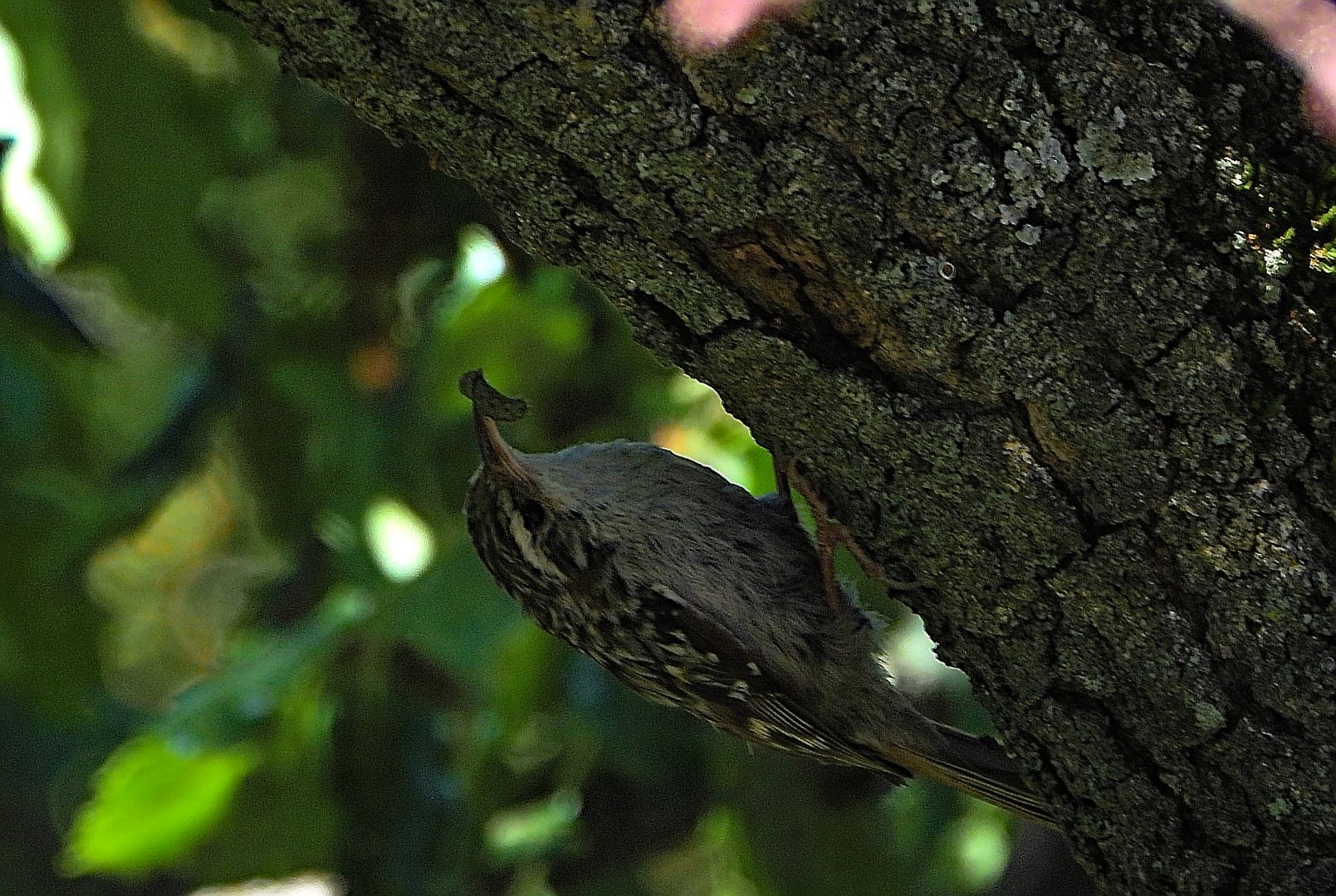 El ave está perchada en el tronco de un roble en posición acrobática, las patas agarradas al tronco y el cuerpo más abajo, apoyando la cola en el tronco del árbol. Lleva una larva en el pico que es largo y curvado hacia abajo. El fondo es de color verde difuminado.

Su plumaje resulta muy críptico. El dorso y las alas muestran un mosaico de colores marrones-castaños de diferentes intensidades, salpicado con motas más claras, grises o crema. Las partes inferiores de su cuerpo, por el contrario, son de color blancuzco.

Si estás leyendo este texto es porque tienes dificultades de visión y espero que te haya ayudado a ver la imagen. Si no ha sido así, te agradecería los comentarios.
Si lo has leído aunque ves la imagen sin problemas recuerda que debes poner un texto alternativo en tus archivos multimedia para que todo el mundo pueda disfrutarlos.