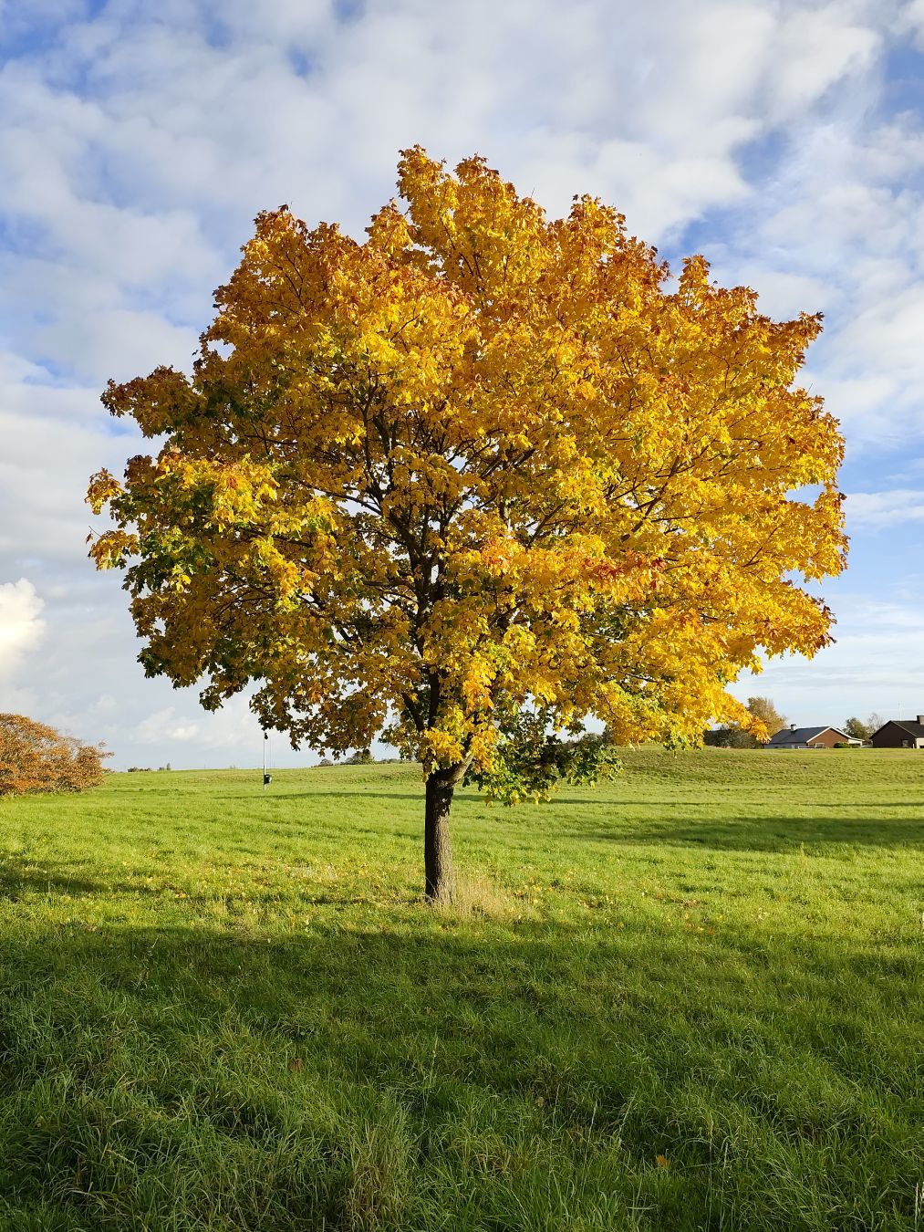 Drzewo w żółci na łące