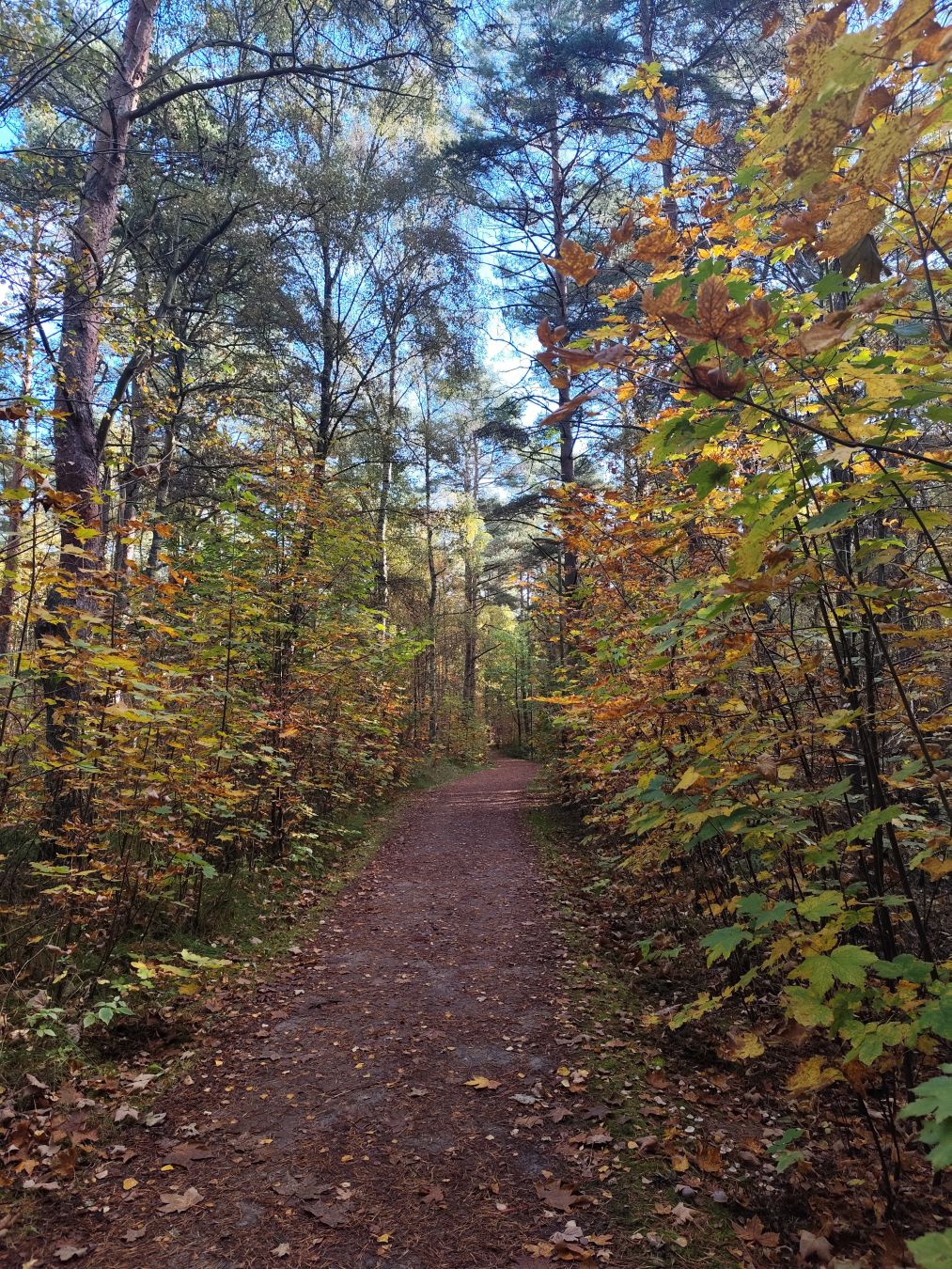 Leśna ścieżka wiedzie przez jesienny las pełen ciepłych barw. Po obu stronach utwardzonej drogi rosną wysokie drzewa – część iglasta, wiecznie zielona, część liściasta w złotych i pomarańczowych odcieniach. Opadłe liście tworzą naturalny dywan na ziemi.