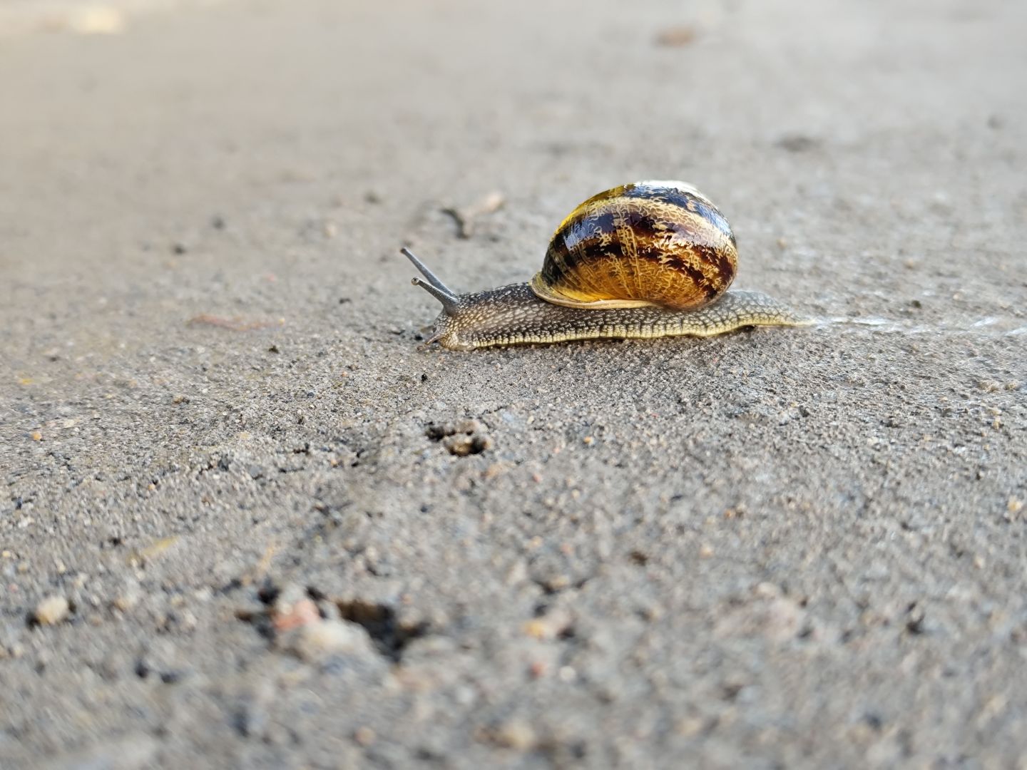 Ślimak na gruntowej drodze