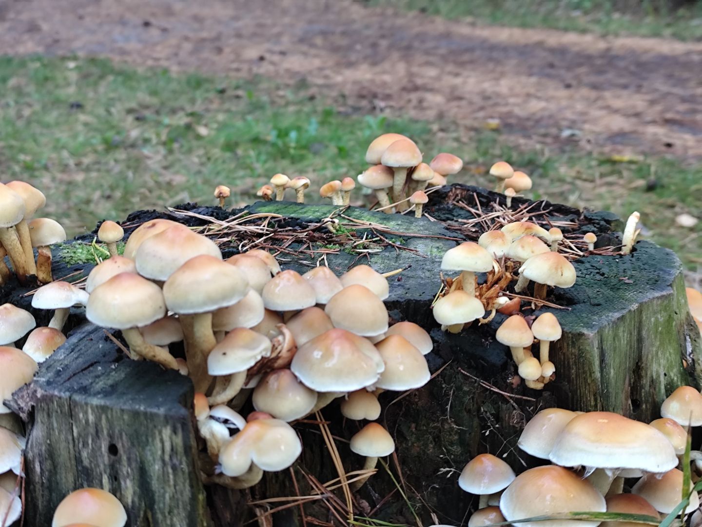 Grzyby obrastajace stary pniak