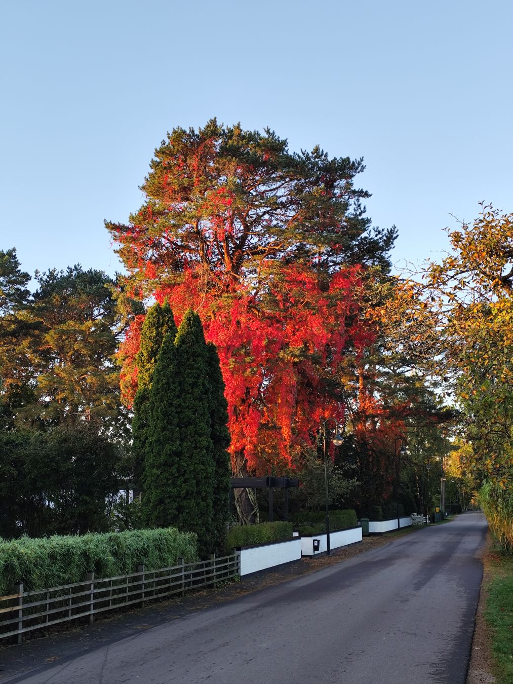 Drzewo oplecione czerwonym bluszczem. Jesień na pełnej