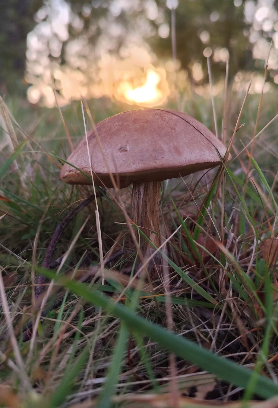 Grzyb (maślak) w trawie, nad nim wychyla się zza horyzontu słońce.