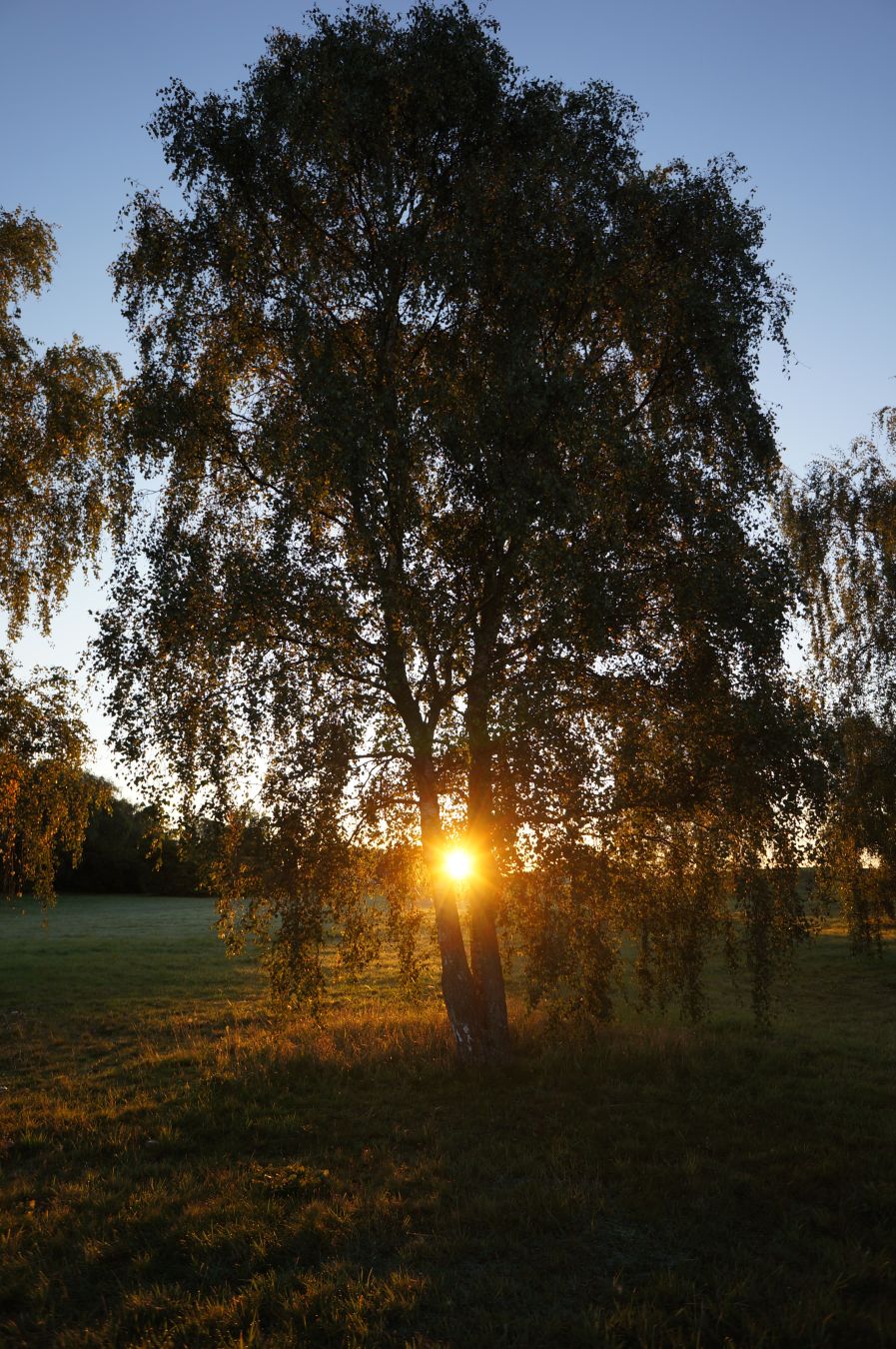Wchodzące słońce widoczne poprzez rozdwojony pień brzozy